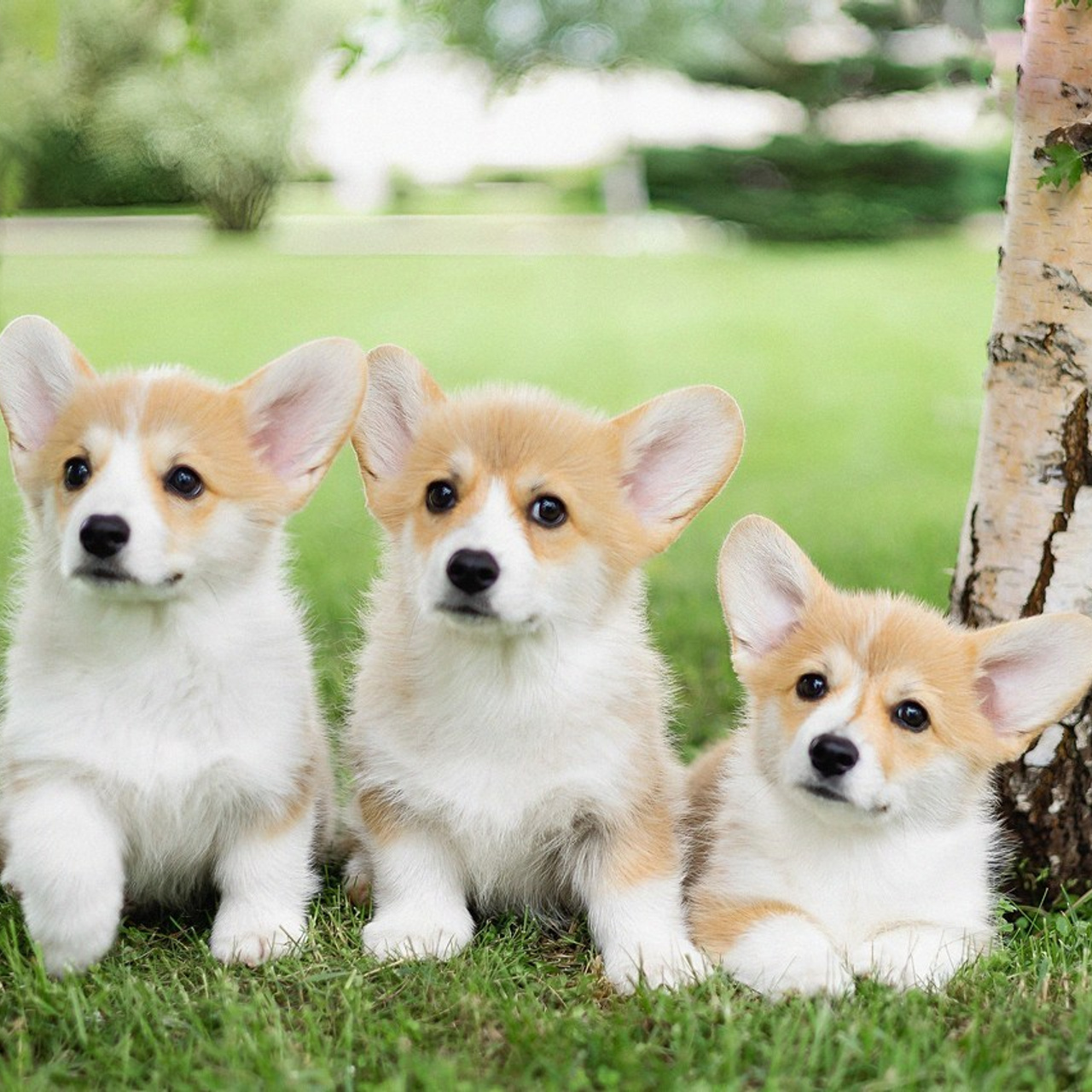 Отзывы. Фотограф новорождённых в Йошкар-Оле Ильмира Сидоркина