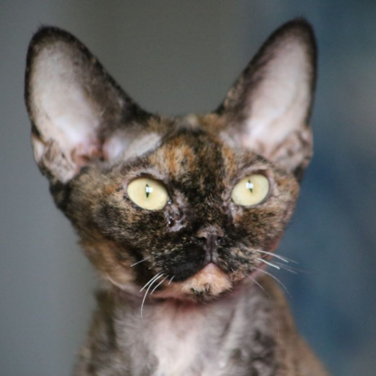 Кошка Ch ShanLar Briella DRX f