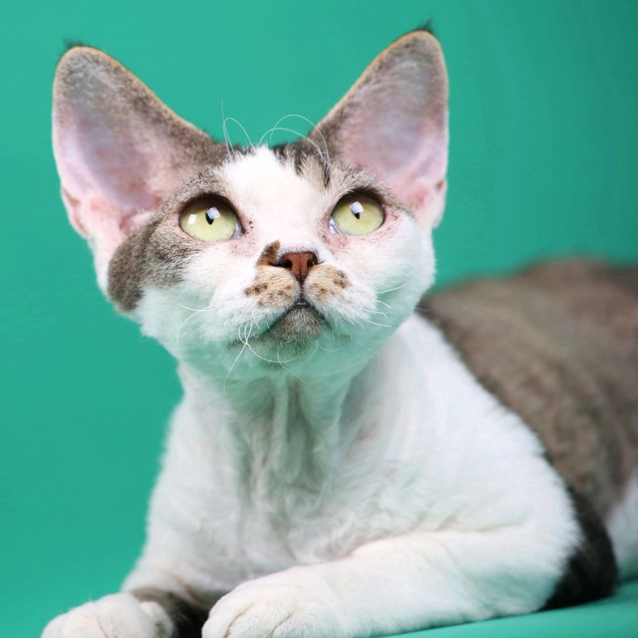 Кошка Ch Nevskiy favorite Ul'yana DRX n 24 03