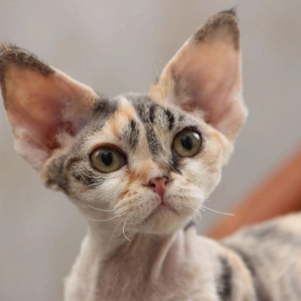 Кошка Ch Heavenly Glances Fayorella DRX f 21 03