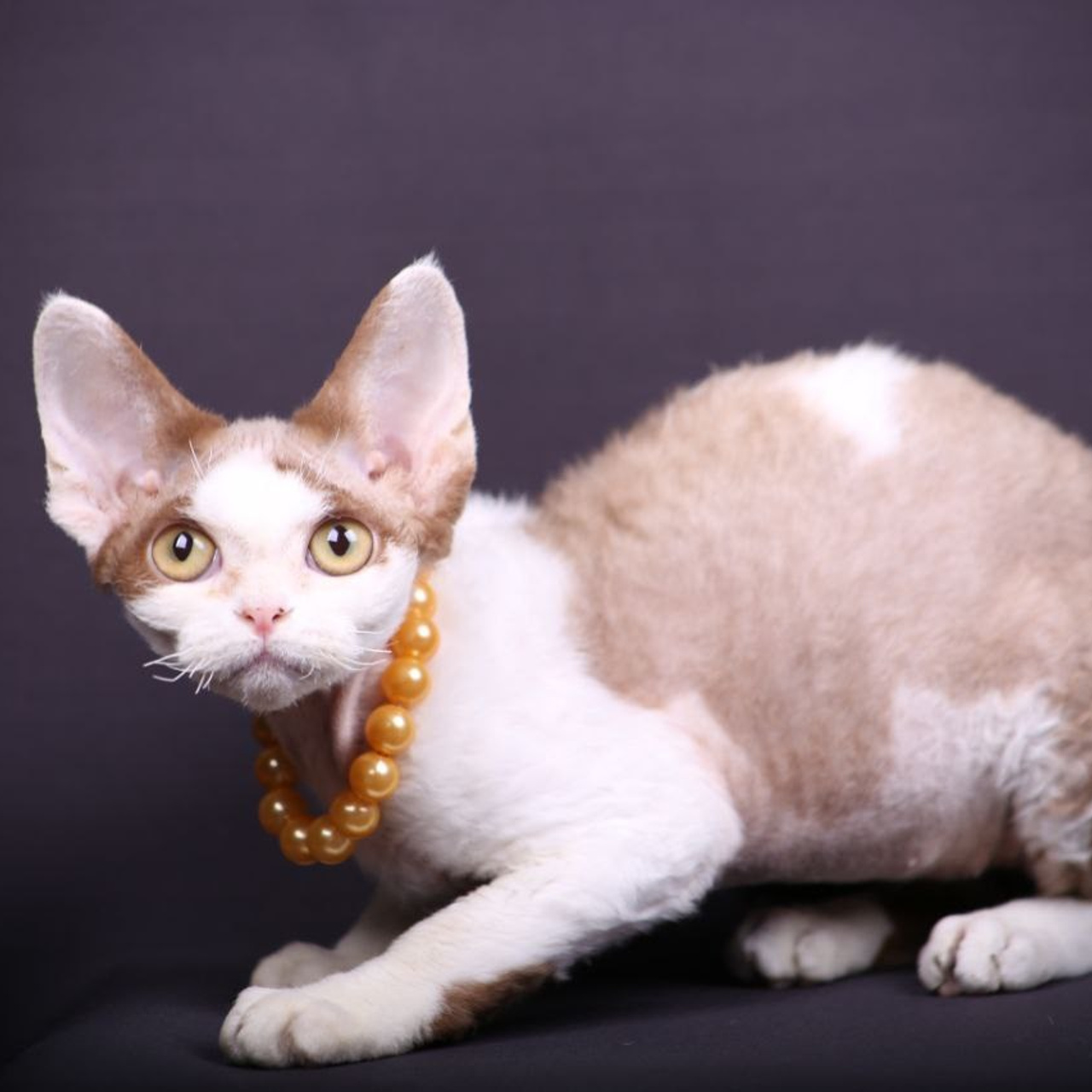 Кошка Ch Filarmoniya Qantas Jo-Jo DRX o 03