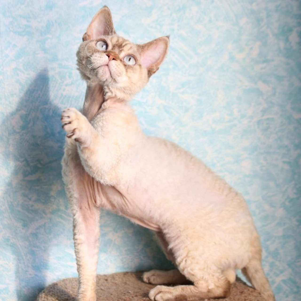 Кот GICh ReksKeks Dundel DRX o 21 33