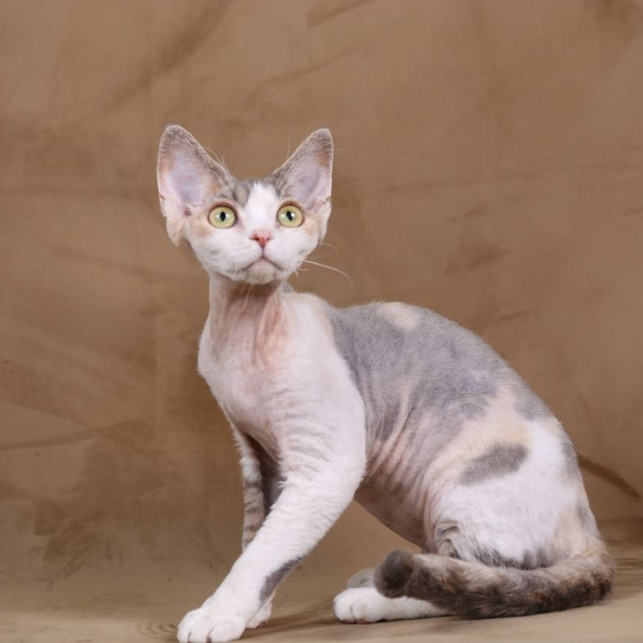 Кошка Nevskiy favorite Shangri-La Sky