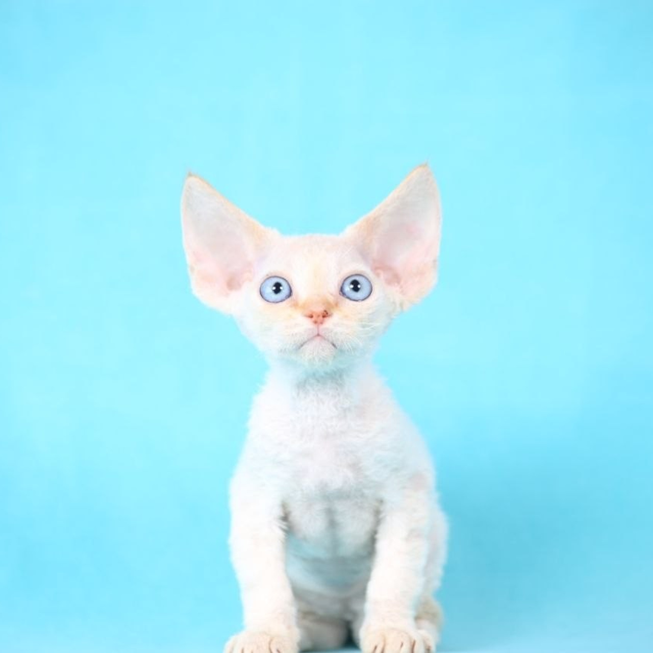 DRX, а 21 32 котик Nevskiy Favorite Qu'Appelle 🧿 д/р 06.04.26. Nevskiy Favorite — питомник девон-рексов в Санкт-Петербурге. Здоровые, ласковые и редкие котята