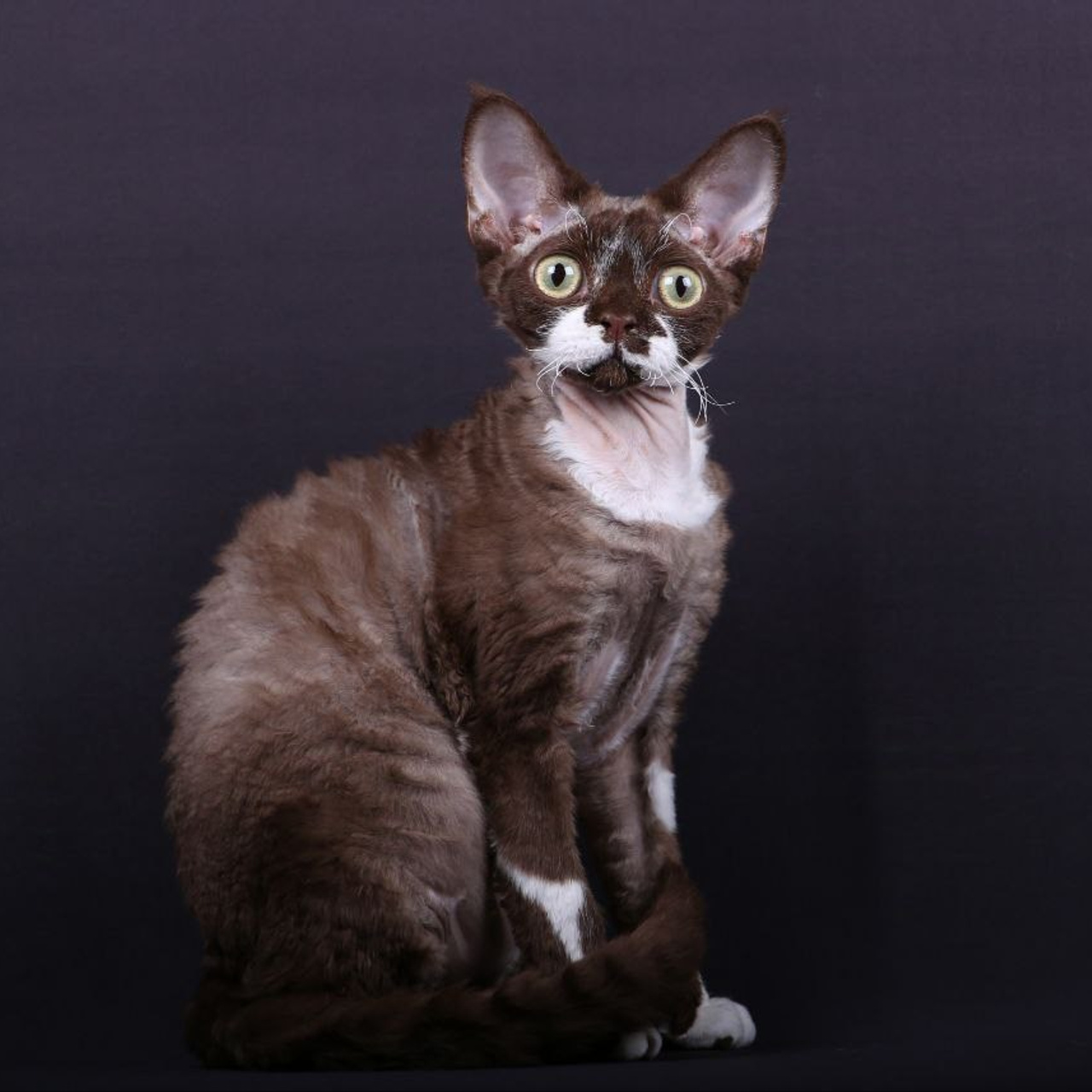 Кошка Ch Elaman Aidit Fine Blus* BY DRX b 09