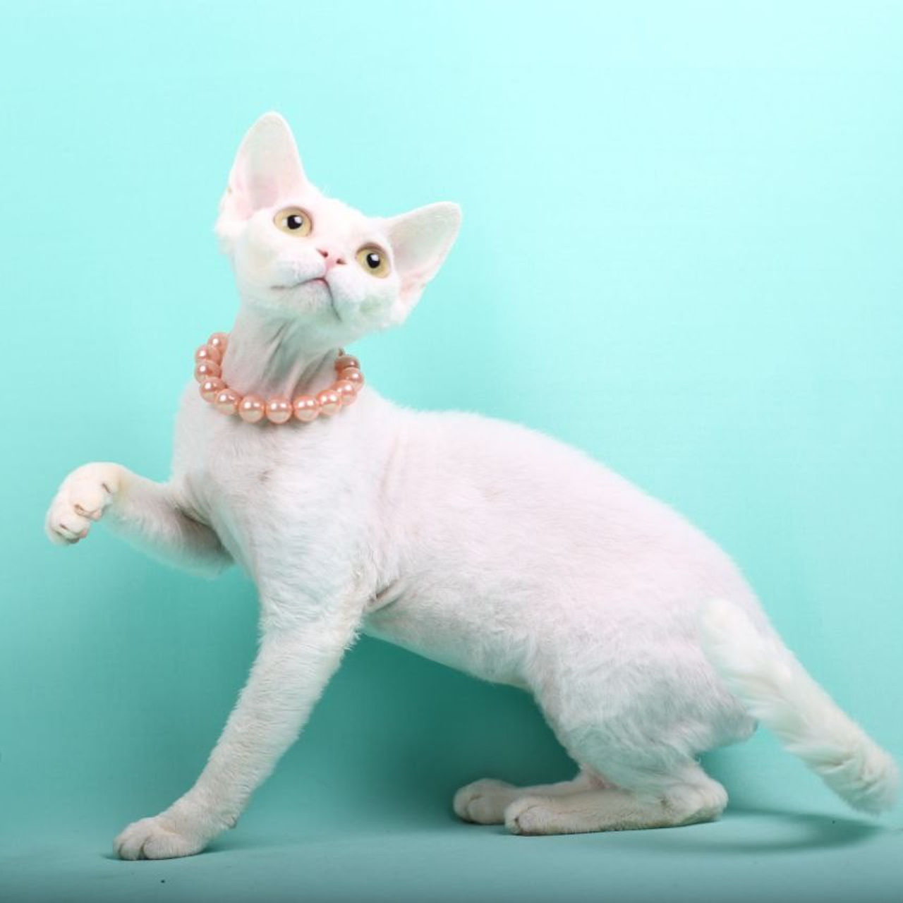 Кошка Ch Nasamiituuq PixieWilli DRX w 64