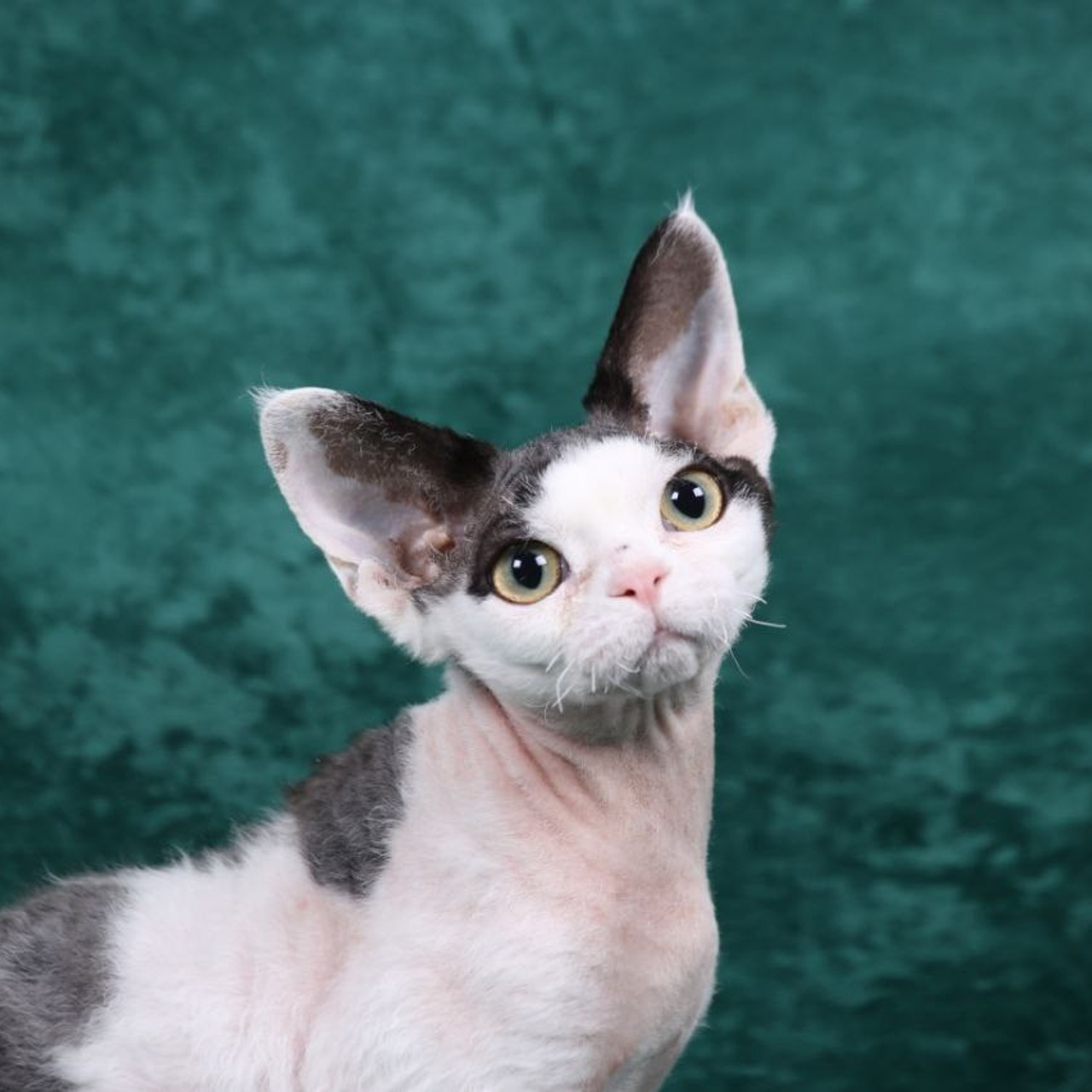 Кот Florans*RUS Touche par I'Amoure JCh DRX n 03