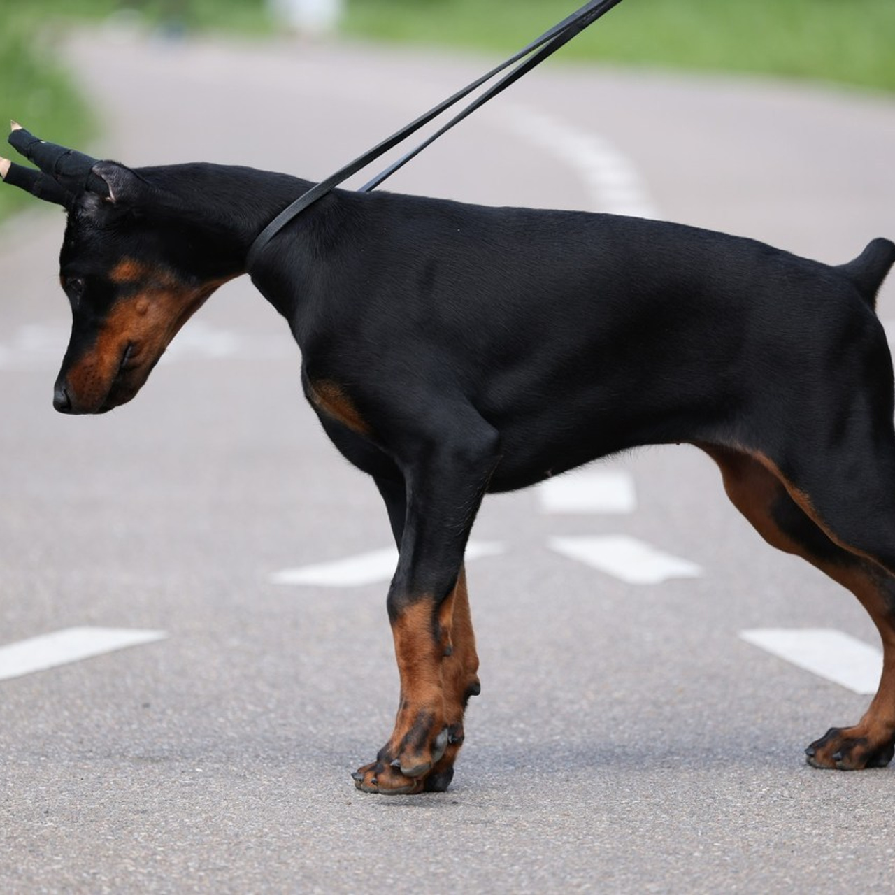 Отзывы. Boldinova Yulia фотограф Москва
