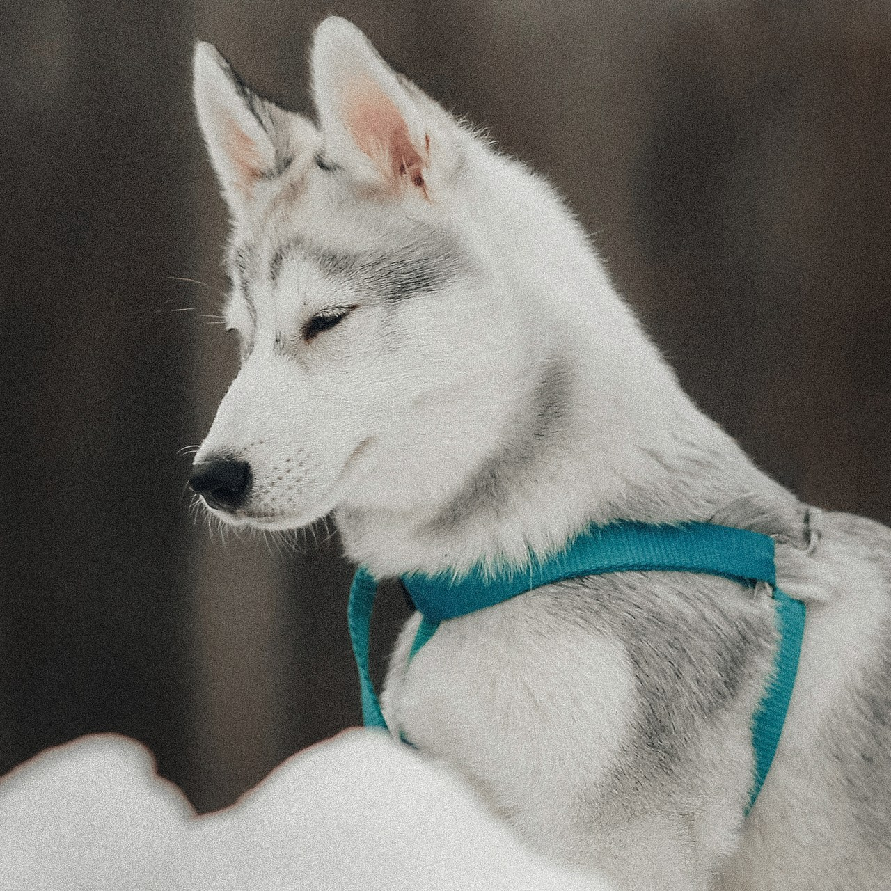 Отзывы. Фотограф Санкт-Петербург Ирина Казанцева