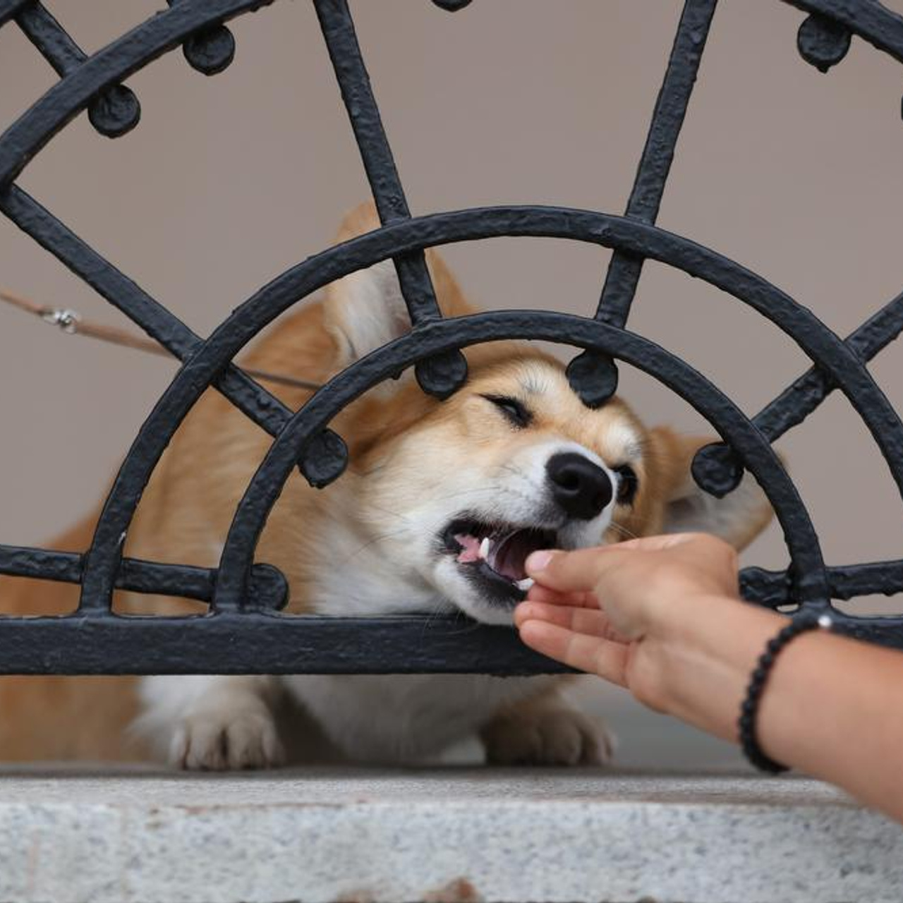 Клиентам. Фотограф-анималист Саша Вязьмина