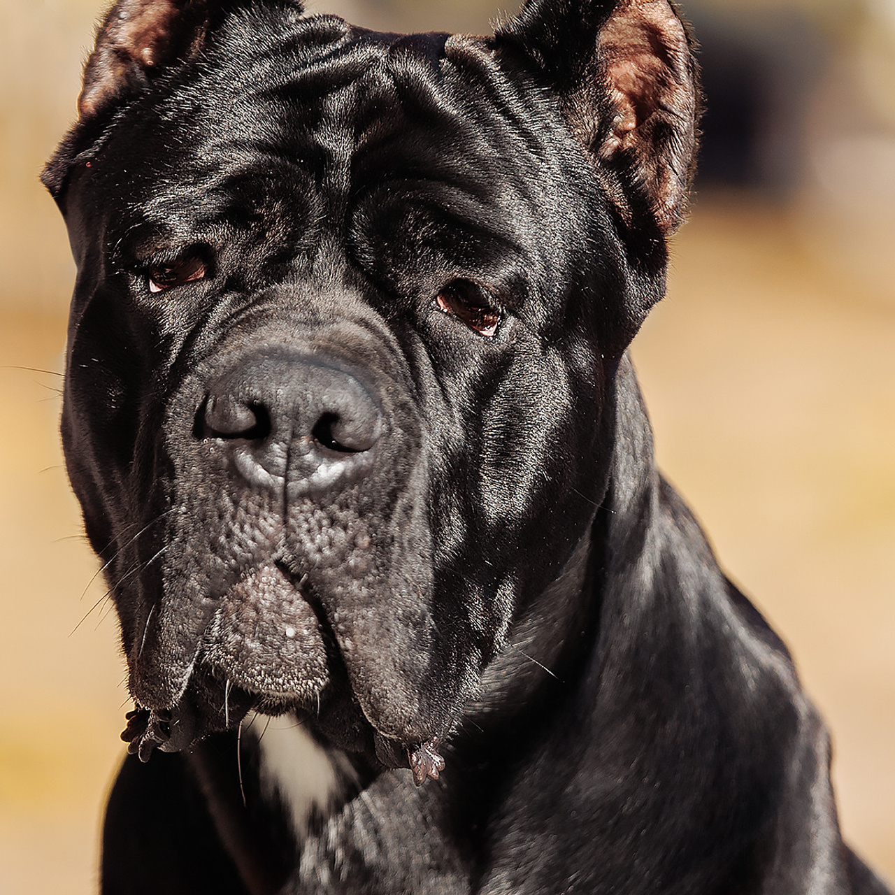 Клиентам. Фотограф-анималист Саша Вязьмина