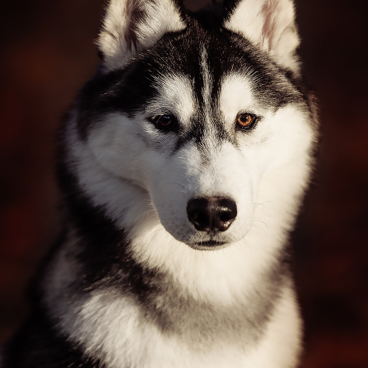 Клиентам. Фотограф-анималист Саша Вязьмина