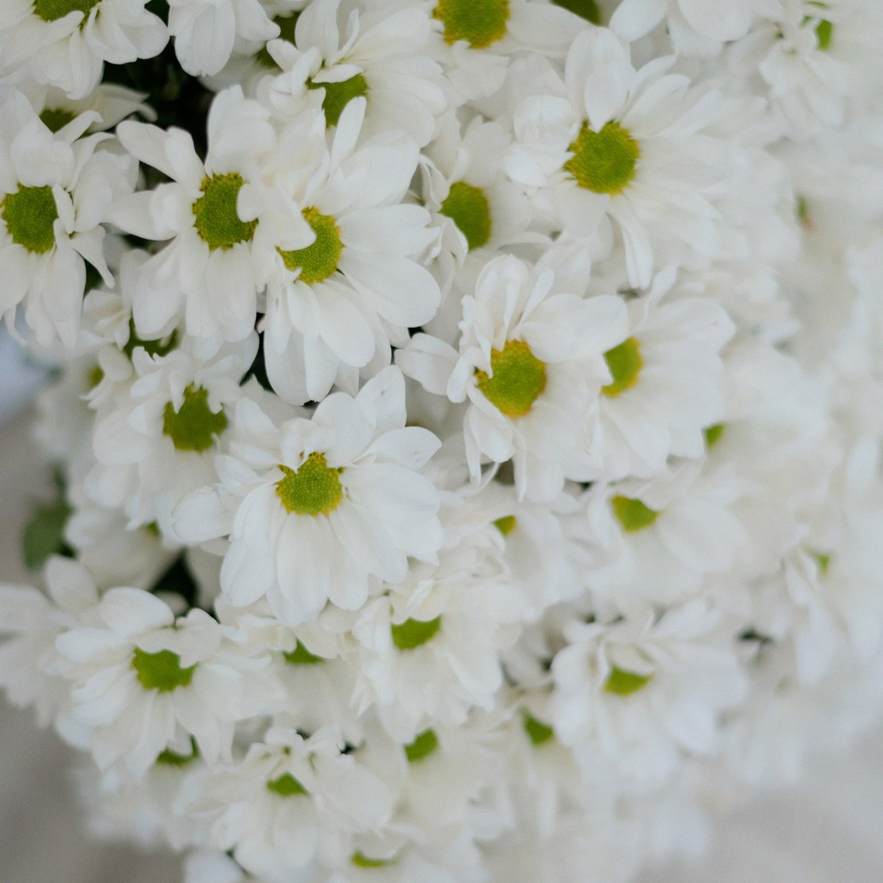 Отзывы. Свадебный и семейный фотограф Катя Шайни