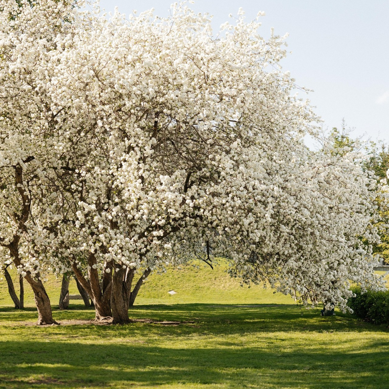 Отзывы. Свадебный и семейный фотограф Рассказова Виктория