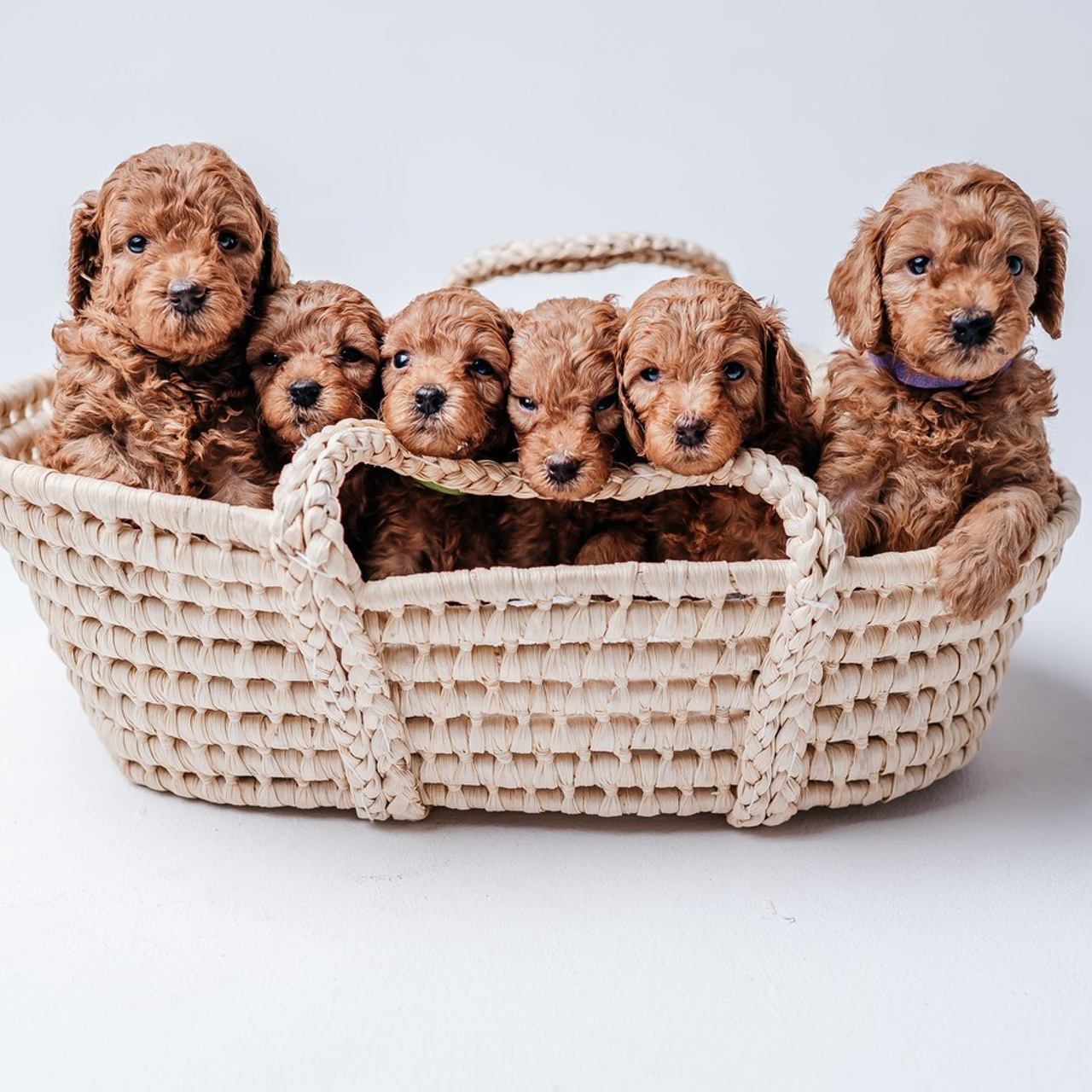 Отзывы о работе семейный фотограф Петрова Евгения, Барнаул. Фотограф новорожденных, семейный и детский фотограф в Барнауле — Петрова Евгения