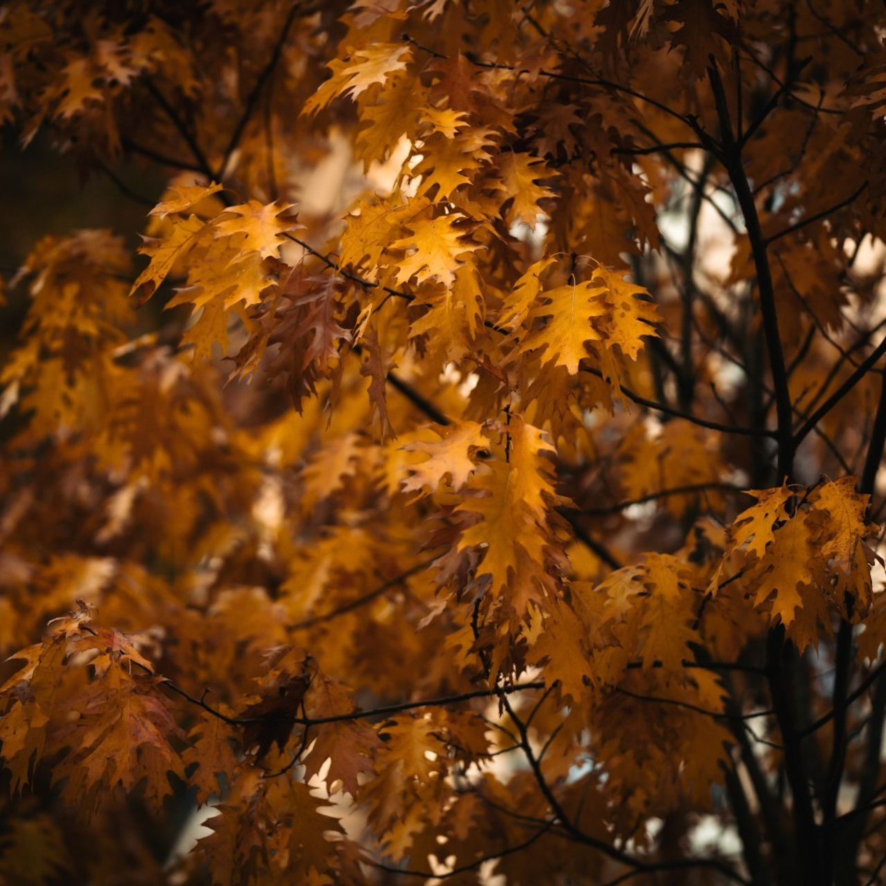 Отзывы. Свадебный фотограф в Краснодаре, Анапе, Сочи, Новороссийске
