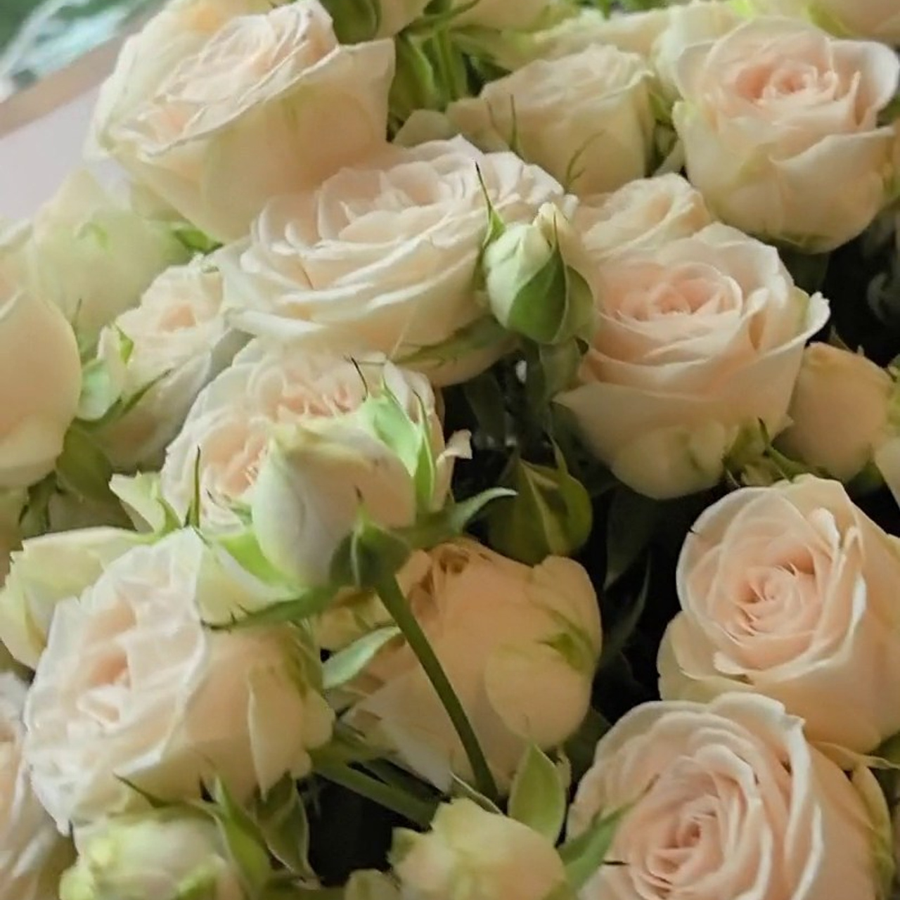 Отзывы. Свадебный и семейный фотограф в Омске Белозерова Александра