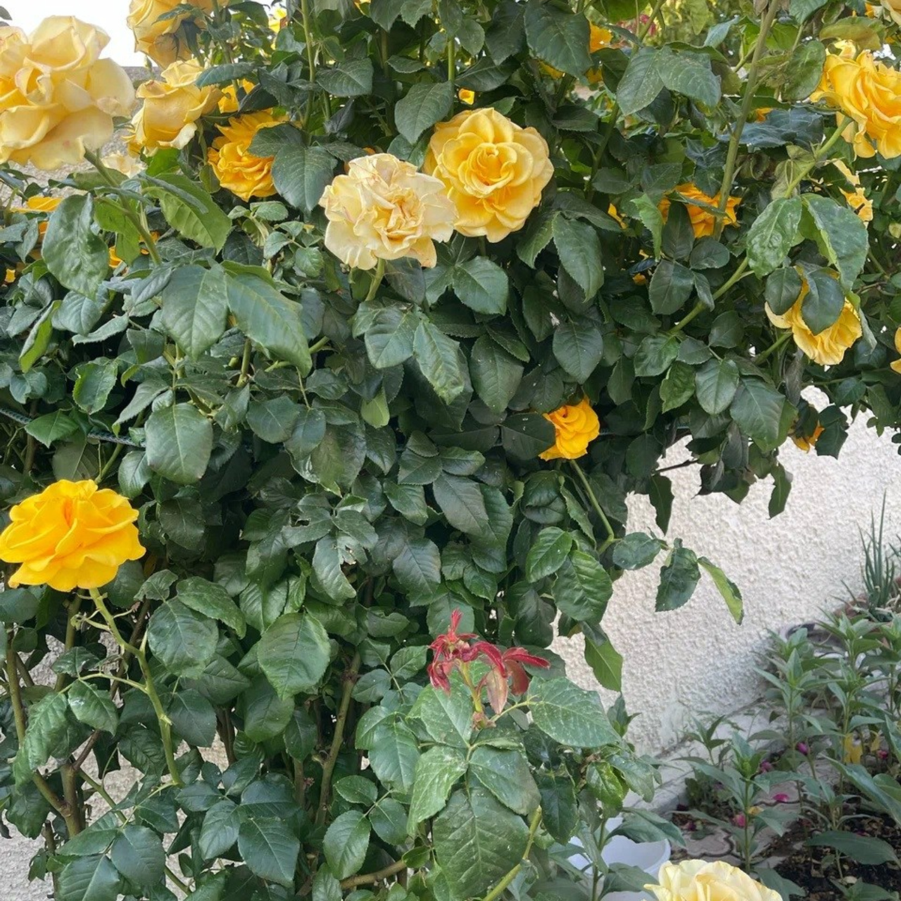 Отзывы. Гостевой дом «Райский уголок»