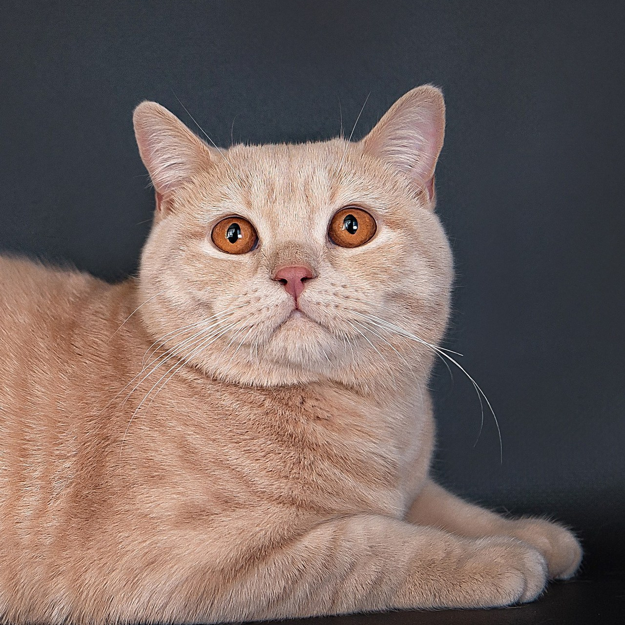 Отзывы. Детский и семейный фотограф в Пензе Камалова Анастасия