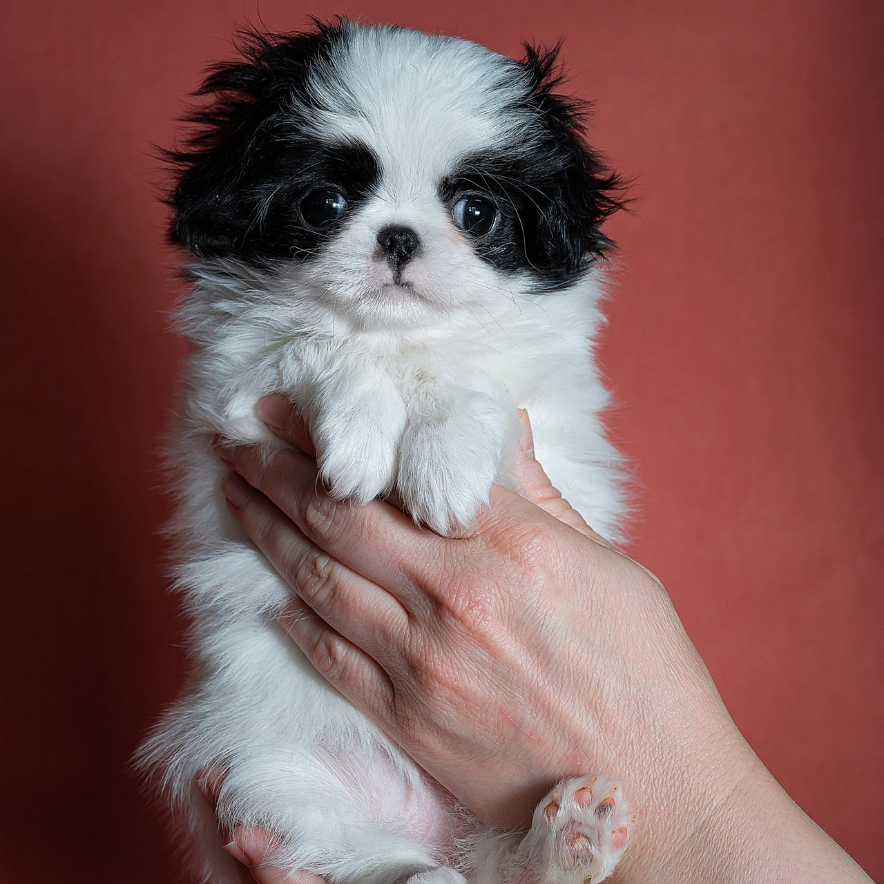 Отзывы. Детский и семейный фотограф в Пензе Камалова Анастасия