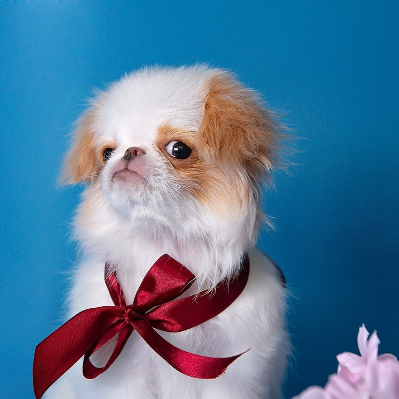 Отзывы. Детский и семейный фотограф в Пензе Камалова Анастасия