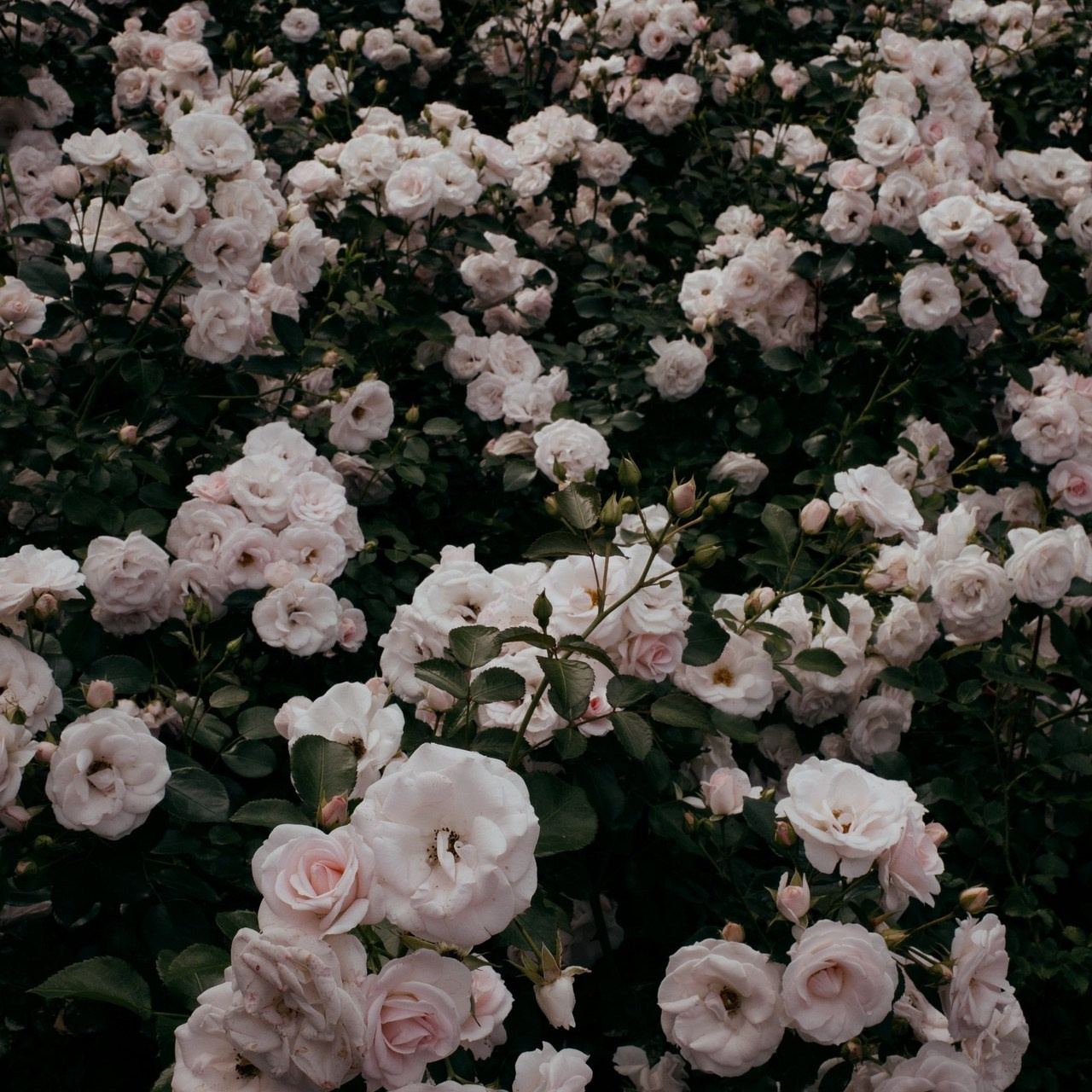 Reviews. ANNA KORZOVA