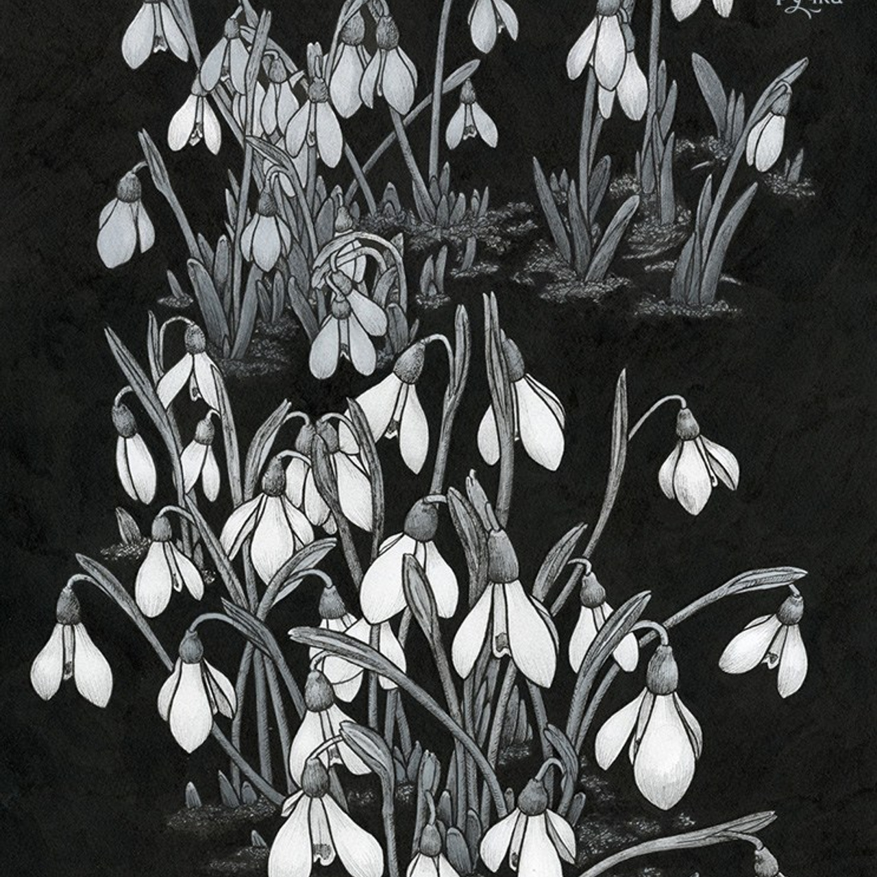 Графика. Ручка Алена — ботанический художник, дизайнер, фотограф