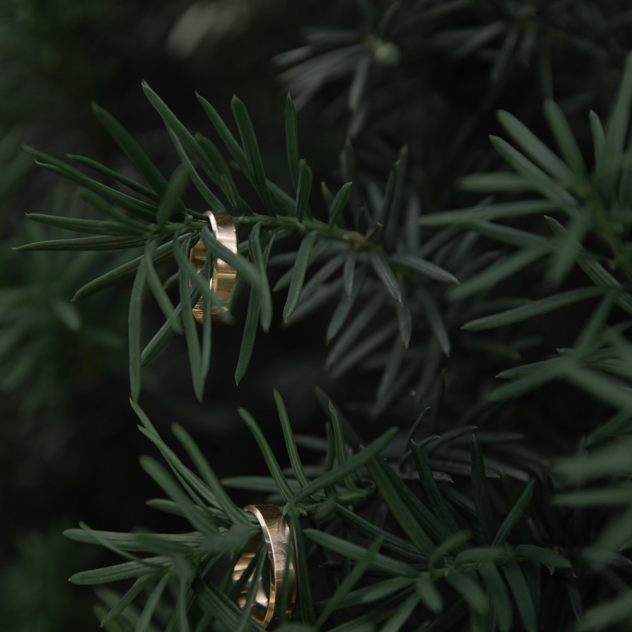 Отзывы. Свадебный и семейный фотограф Майкоп Галина Кизилова