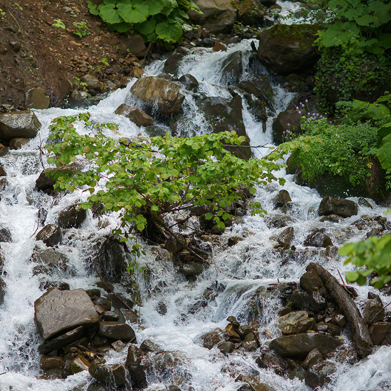 Отзывы. Семейный фотограф в Сочи Лара Salut