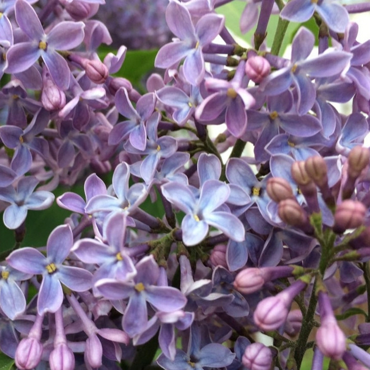 Отзывы. Портретный фотограф Александра Харитонова Москва Новая Москва Троицк