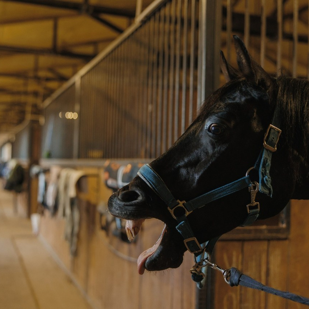 Отзывы. Портретный фотограф Александра Харитонова Москва Новая Москва Троицк