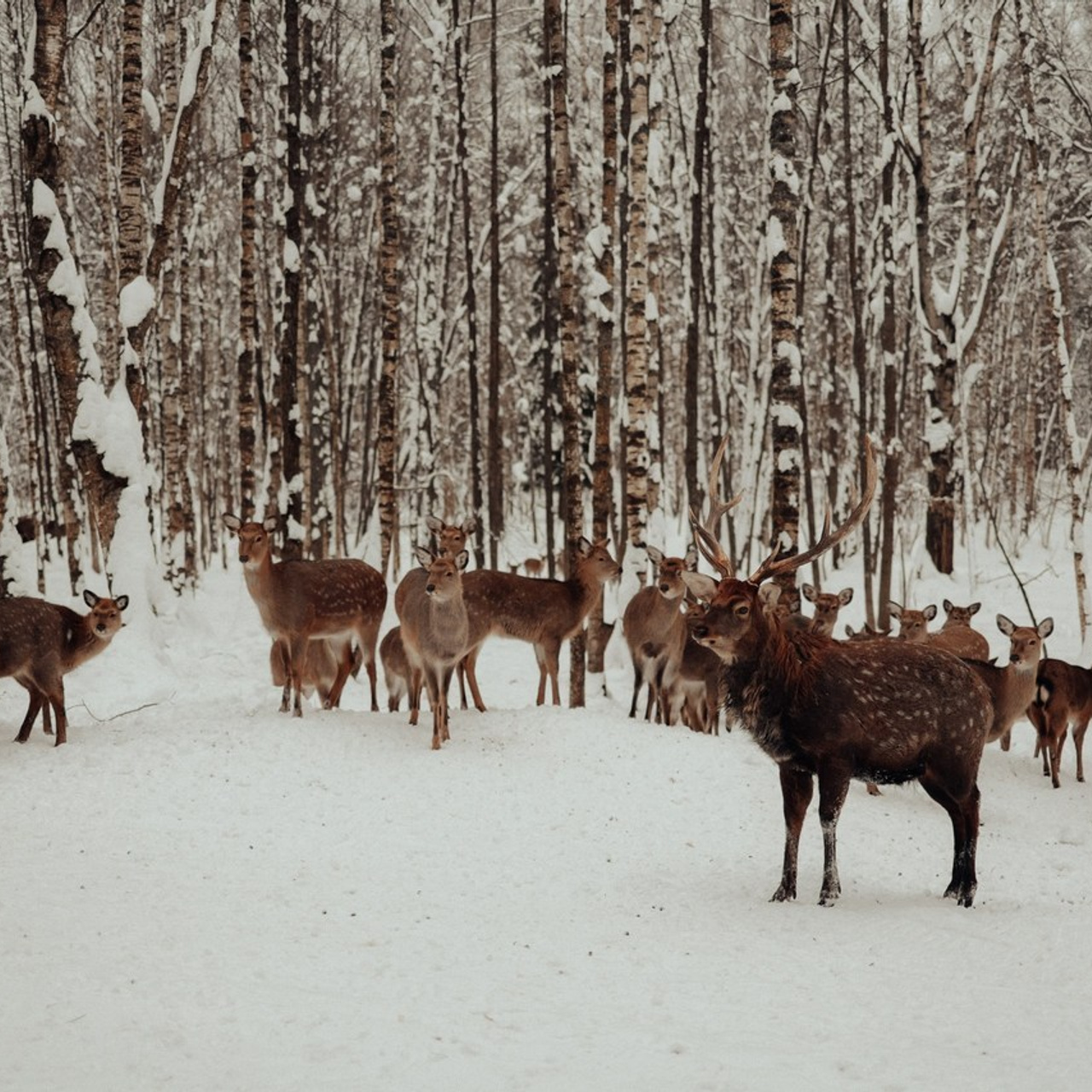 Отзывы. Фотограф и видеограф Елена Лисина