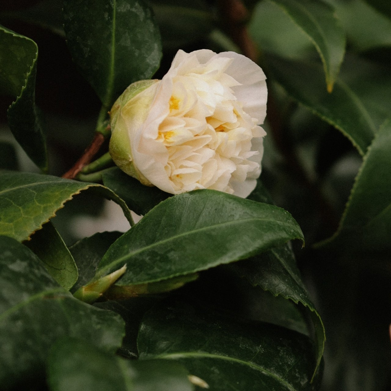 Отзывы. Фотограф и видеограф Елена Лисина