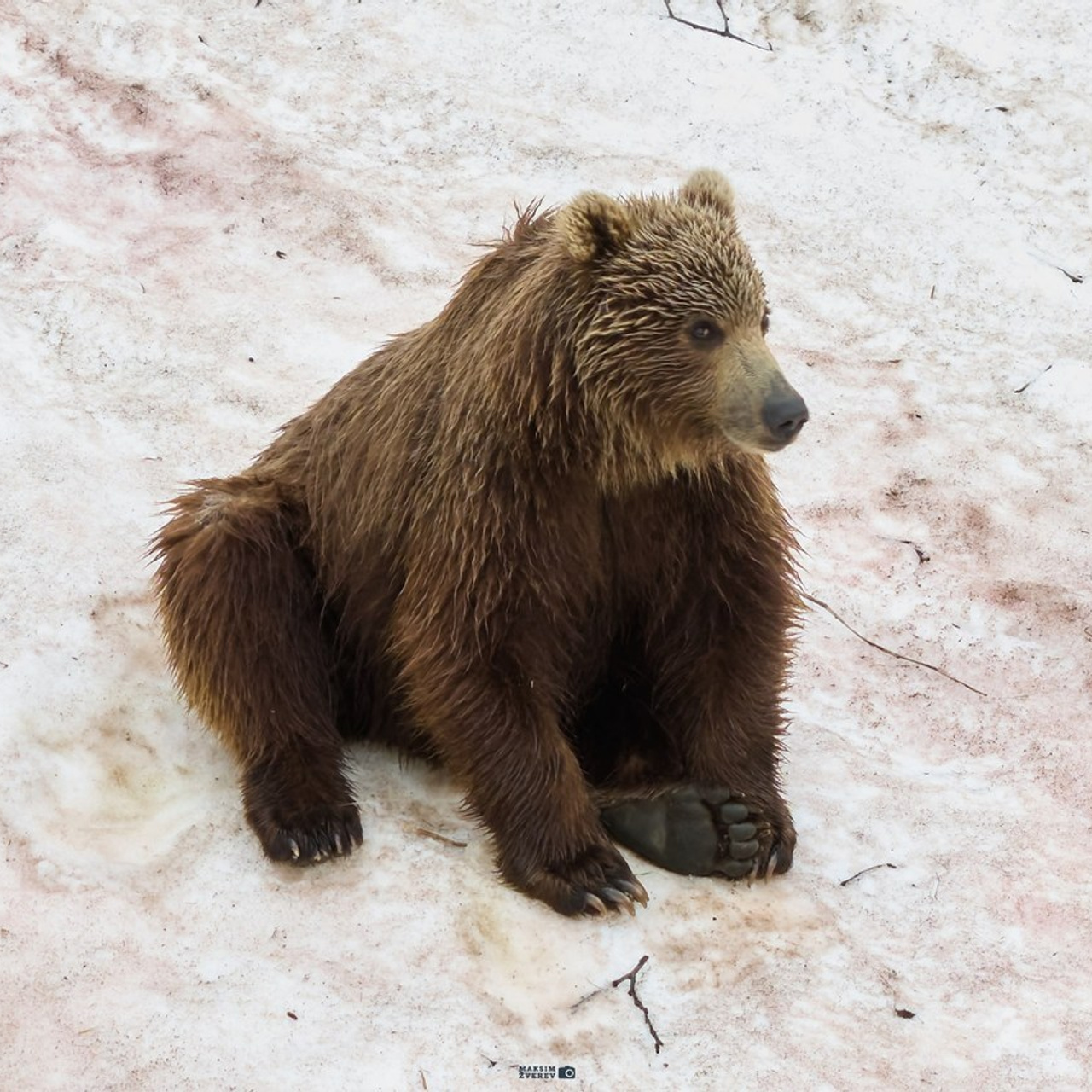 Отзывы. MAKSIM ZVEREV