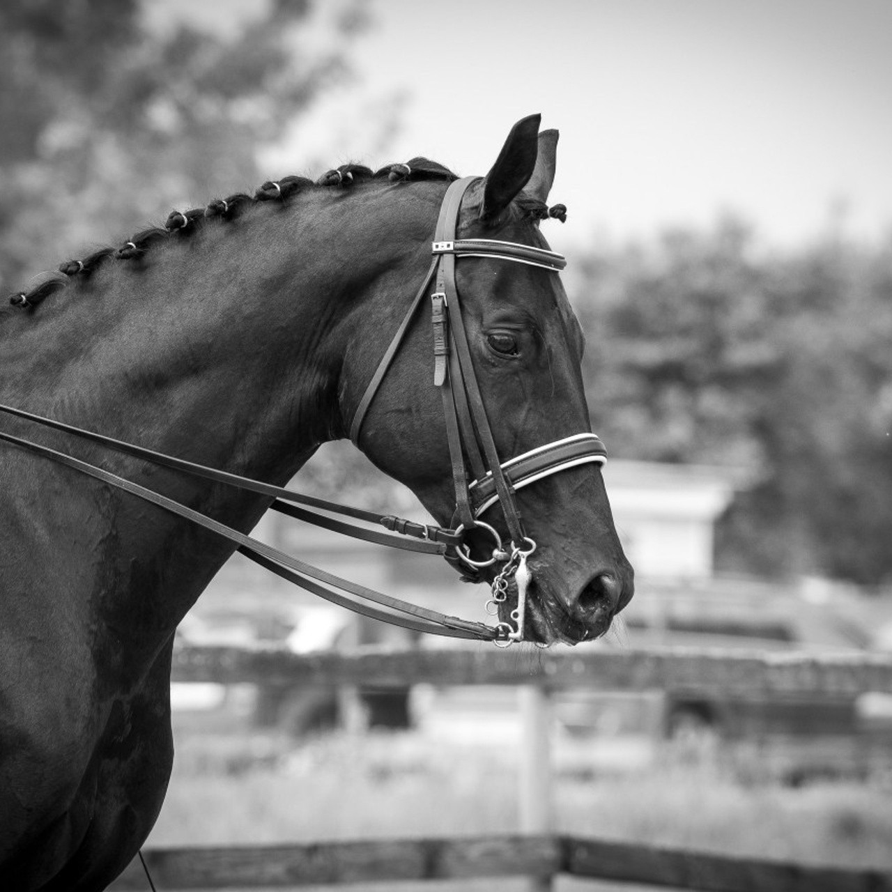 Отзывы. Mrs.Aquarelia Конный фотограф Марианна Леонтьева