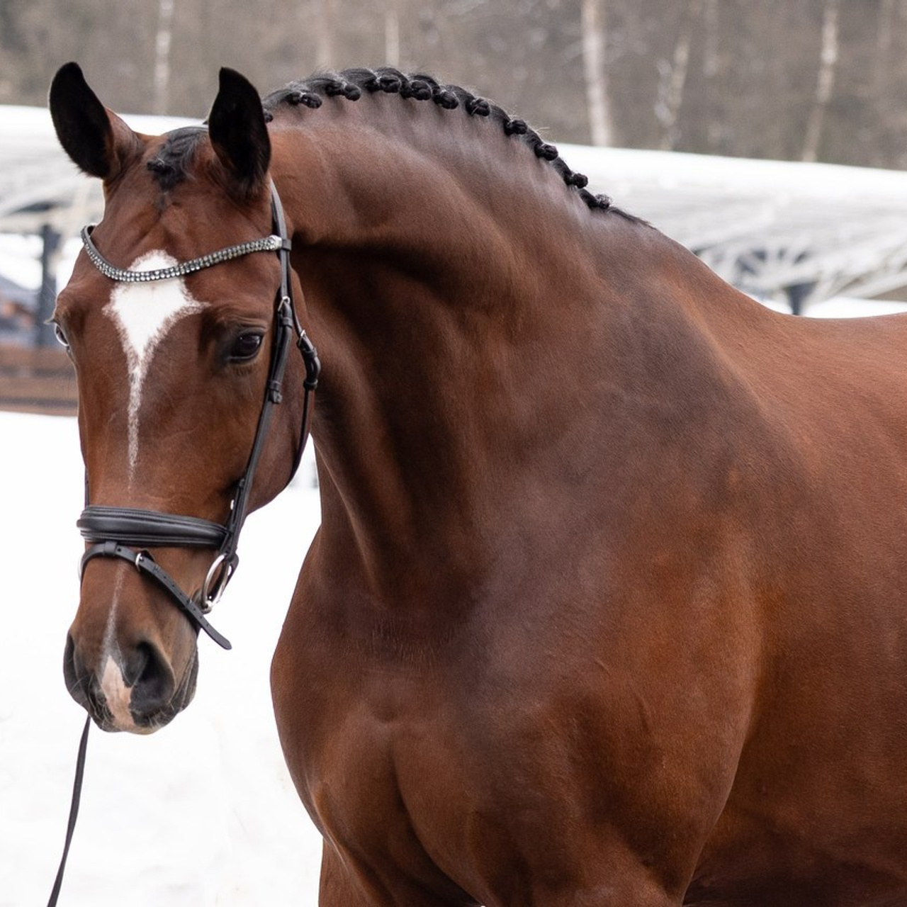 Отзывы. Mrs.Aquarelia Конный фотограф Марианна Леонтьева