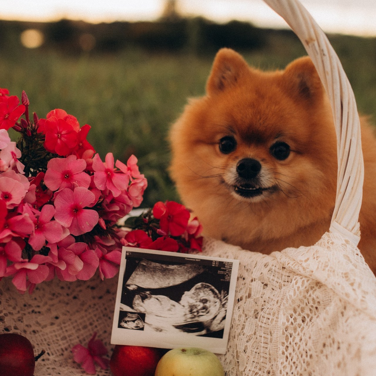 Отзывы. Семейный и детский фотограф в Дмитрове и Москве Старцева Ирина