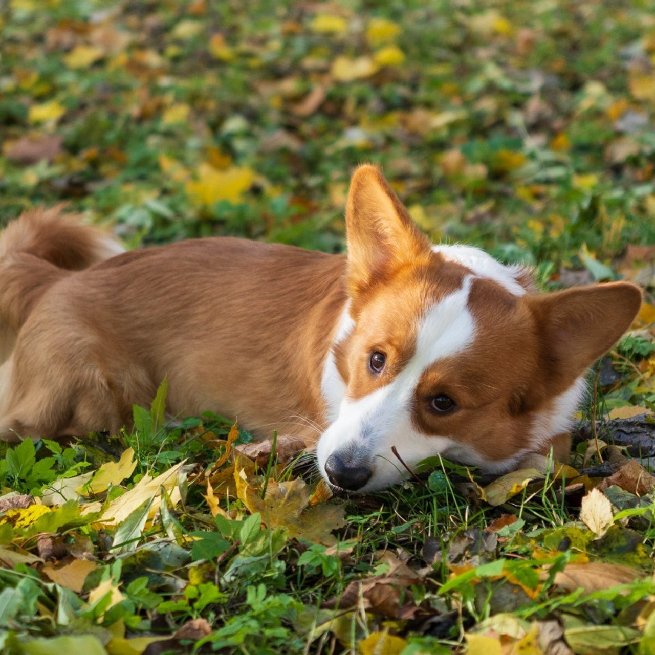 Отзывы. Фотография и видеосъёмка. Кирилл Климов