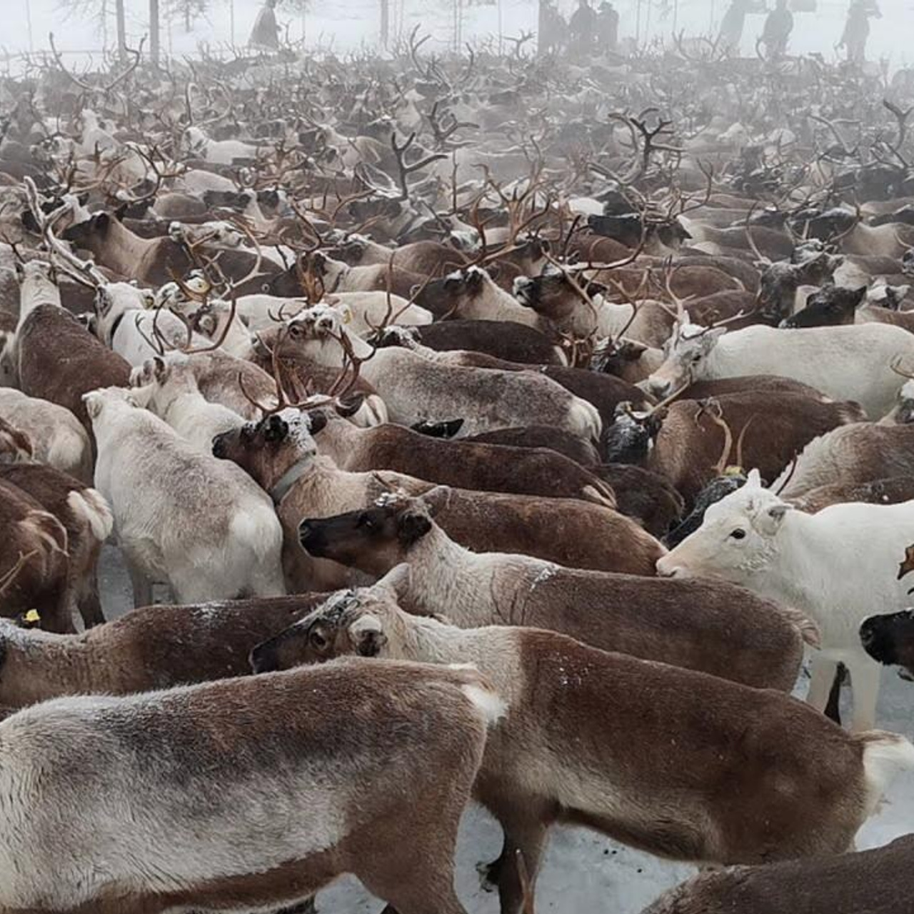 Фототур на Север «Кораль». 5–9 марта 2026 года