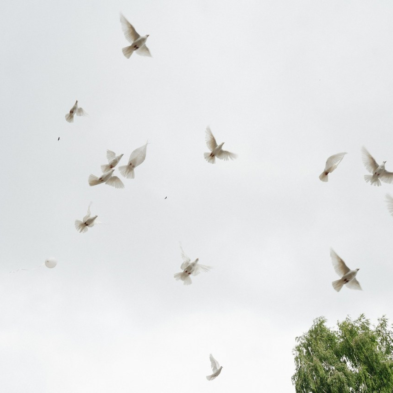 Отзывы. Свадебный и портретный фотограф на Алтае Кузнецова Людмила