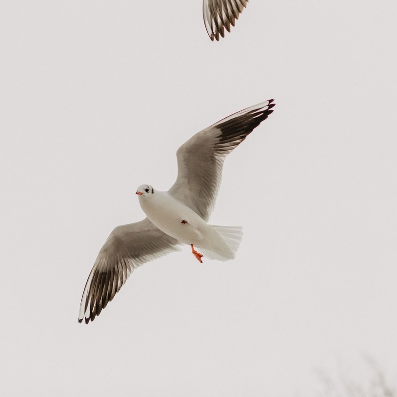 Отзывы. Anastasia Le. Фотопрогулки в Калининграде