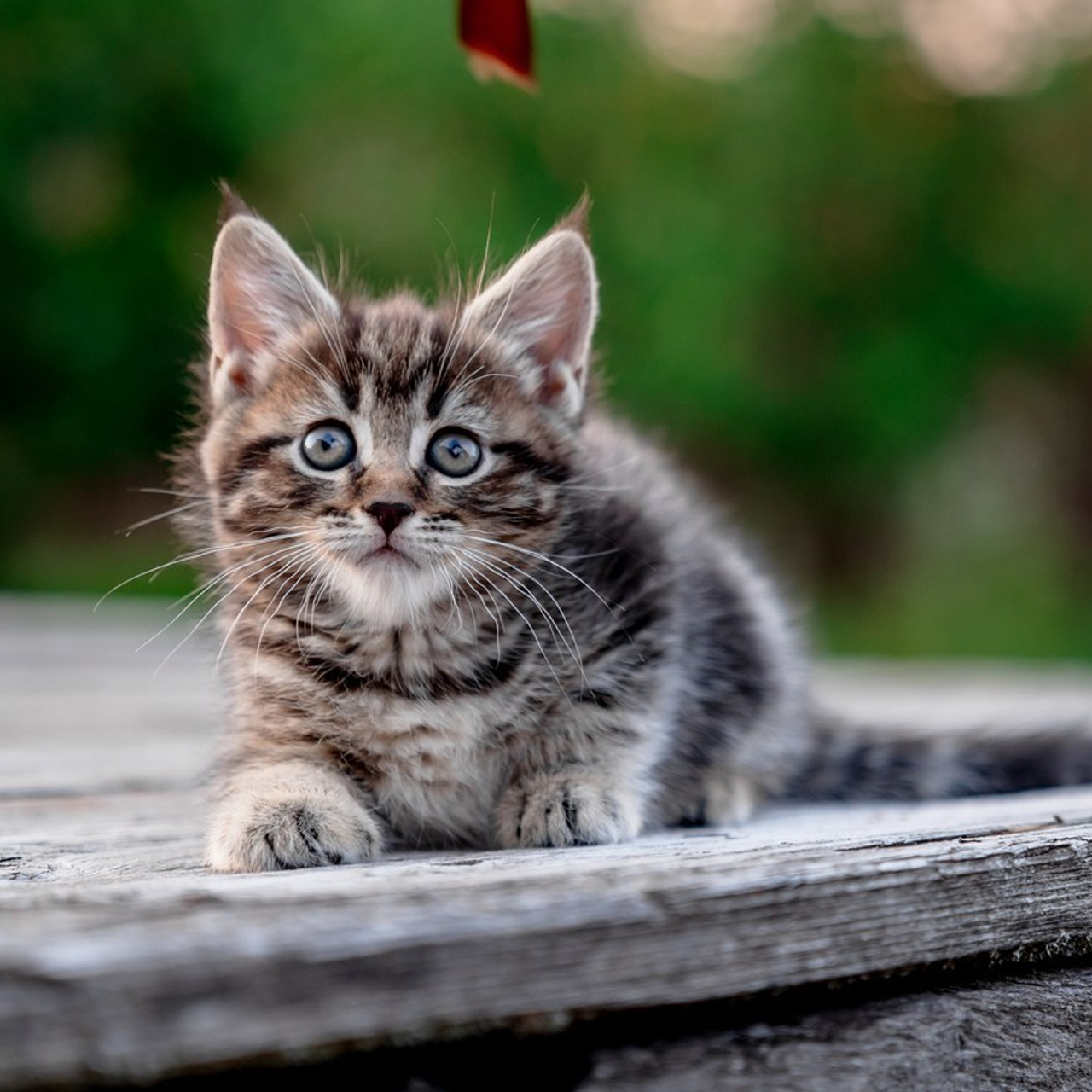 Отзывы. Школьный и семейный фотограф в Белгороде Натали Колесник