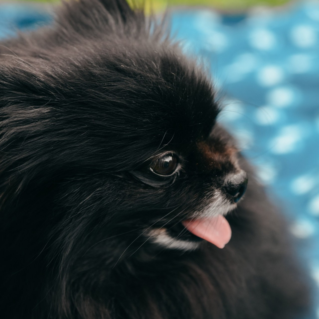 Отзывы. Семейный и детский фотограф в Новомосковске Пахомова Евгения