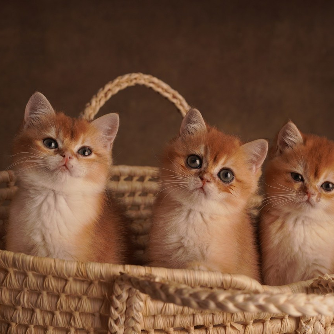 Отзывы. Фотограф новорожденных беременных в Тюмени Ткачук Татьяна