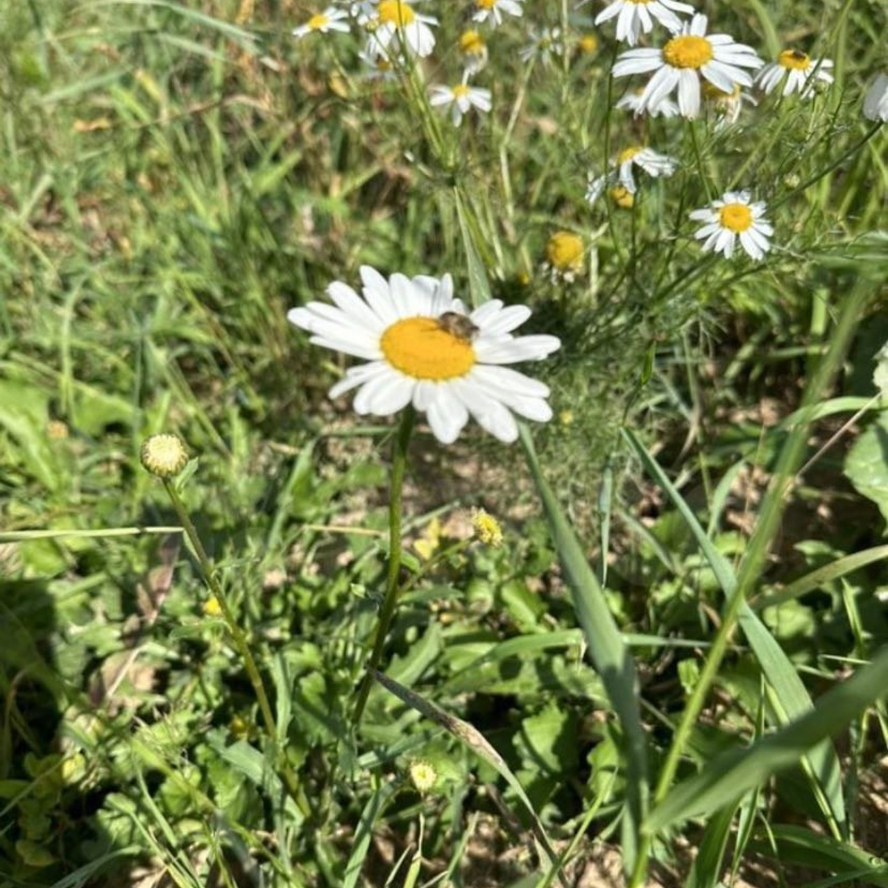 Отзывы. Гостевой дом Каприот в средиземноморском стиле