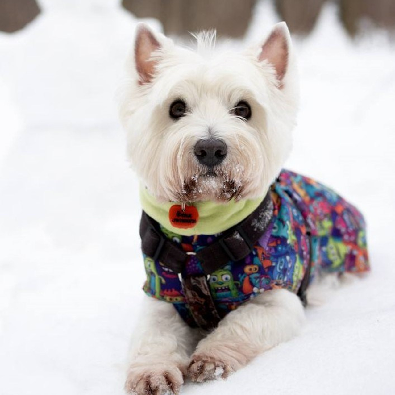 Отзывы. Фотограф-анималист г. Москва
