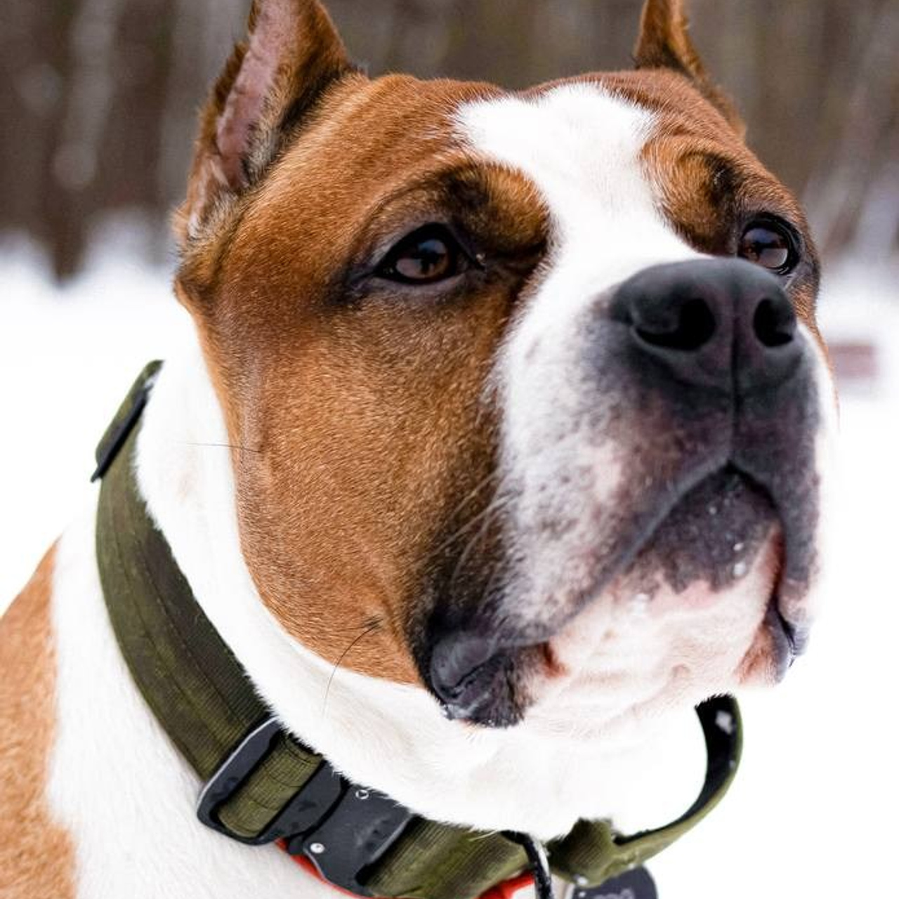 Отзывы. Фотограф-анималист г. Москва