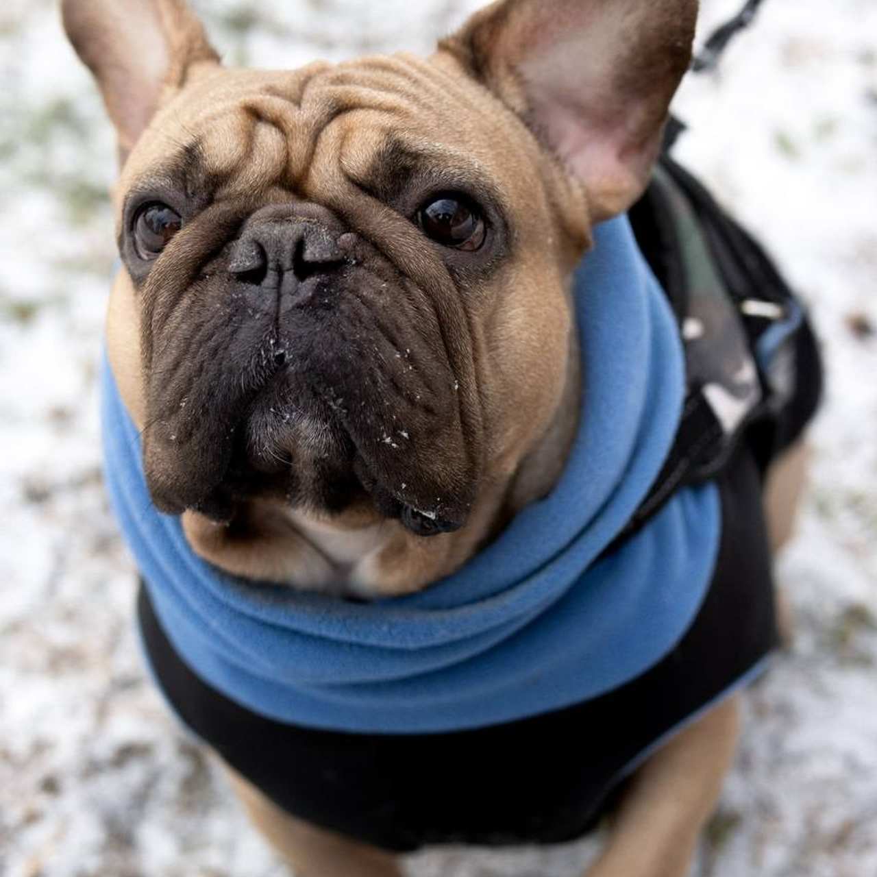 Отзывы. Фотограф-анималист г. Москва