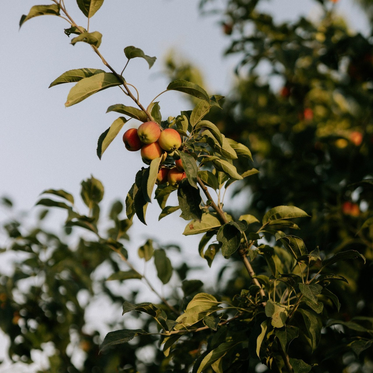 Отзывы. Свадебный и Семейный фотограф в городе Тимашевск и Краснодар