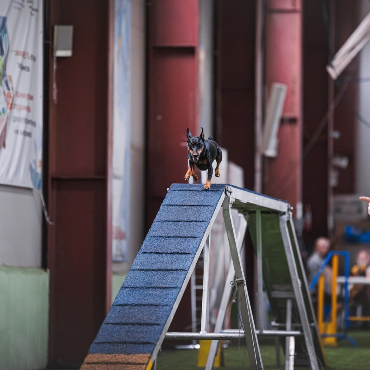 Отзывы. Фотограф-анималист в городе Санкт-Петербург — Сергеева Лилия